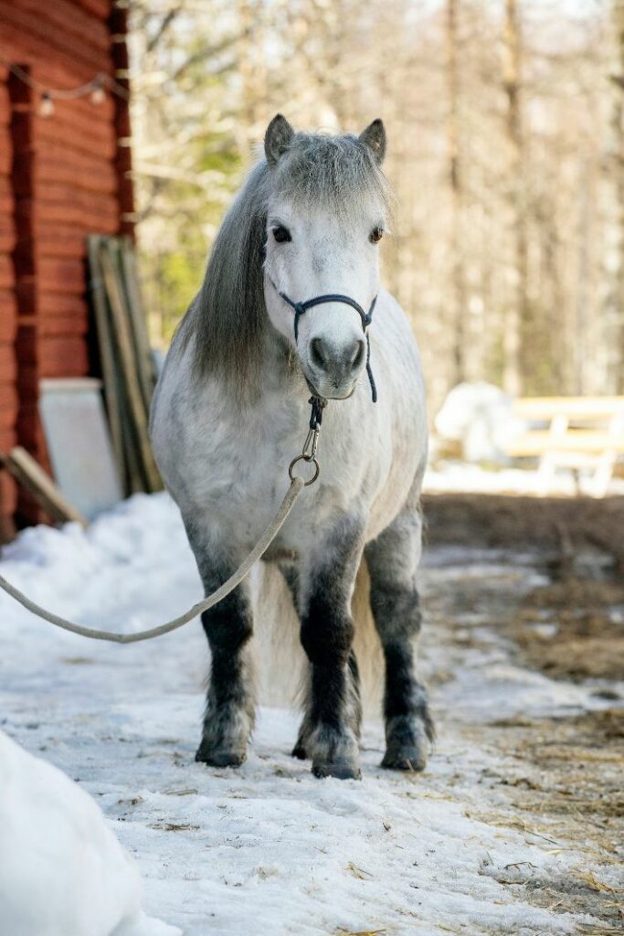 fjällstallet_balder