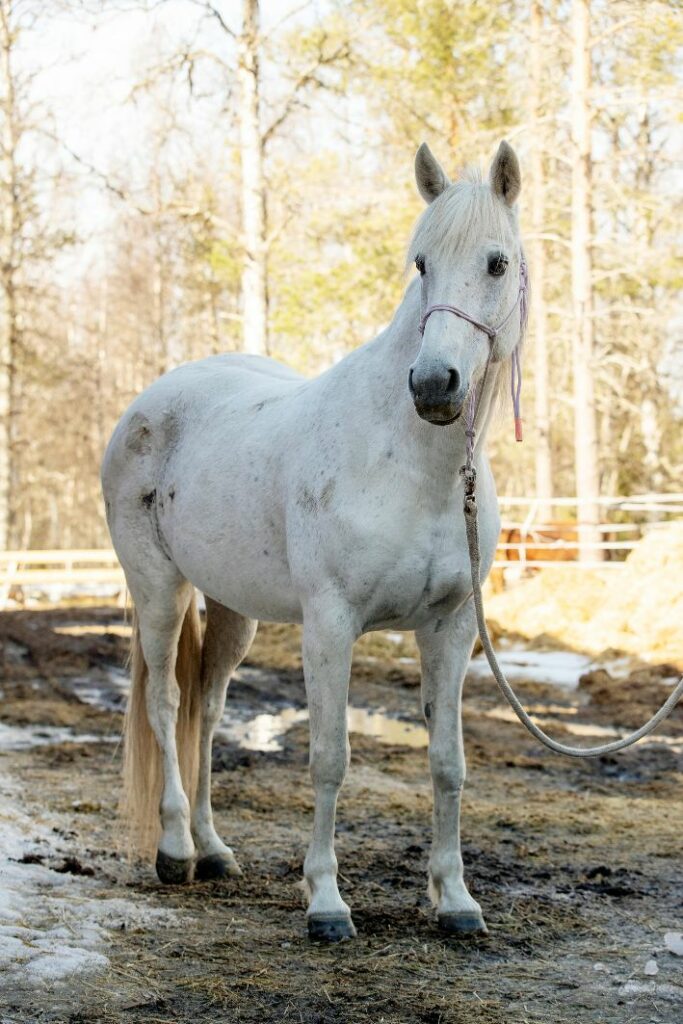 fjällstallet_Chrach Bom Bang - 2005 Varmblodstravare Chrach Bom Bang... ja måste vi säga så mycket mer. Det här är helt klart stallets lilla prinsessa.
