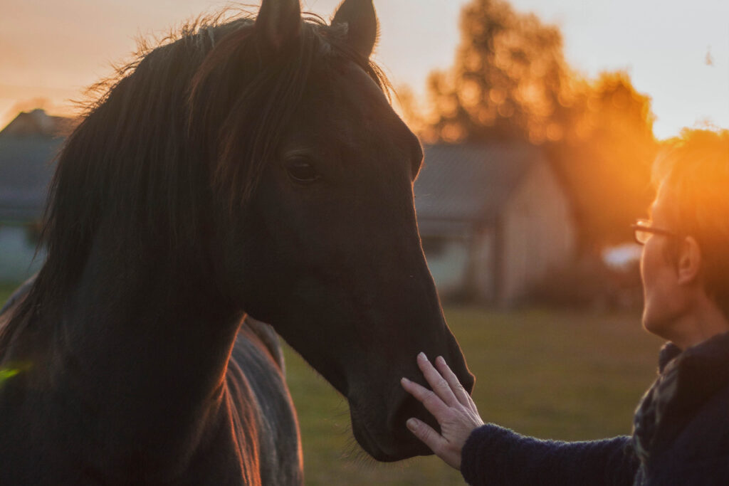 fjällstallet horsemanship