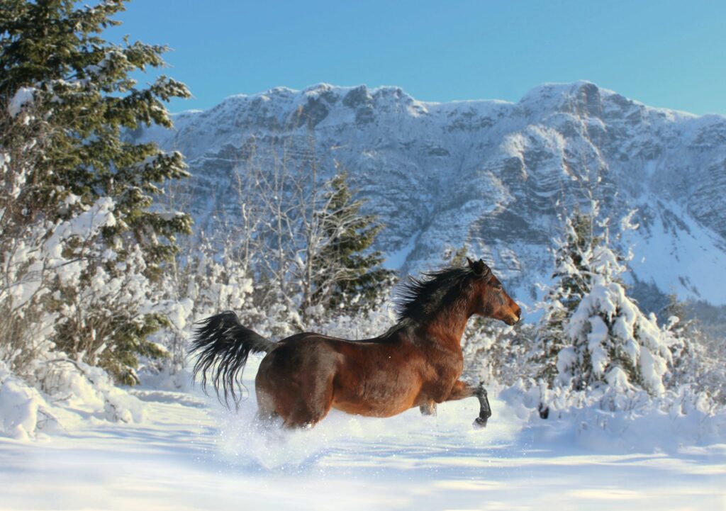 fjällstallet galopperande häst i snö
